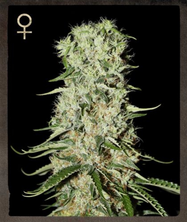 Buy Strain Hunters Damnesia Feminised Cannabis Seeds