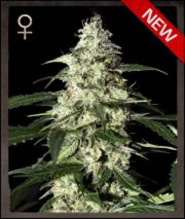 Skunk Auto Feminised Cannabis Seeds | Strain Hunters