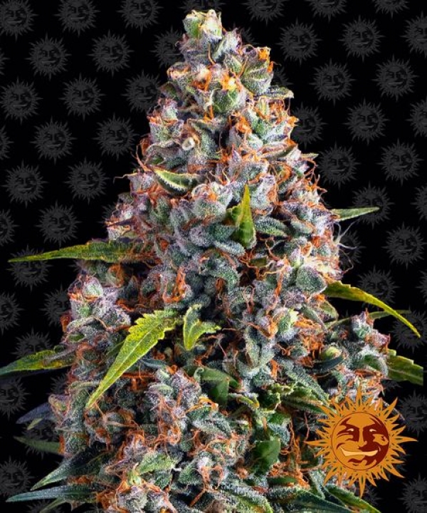 Strawberry Cheesecake Auto Feminised Cannabis Seeds | Barney's Farm 