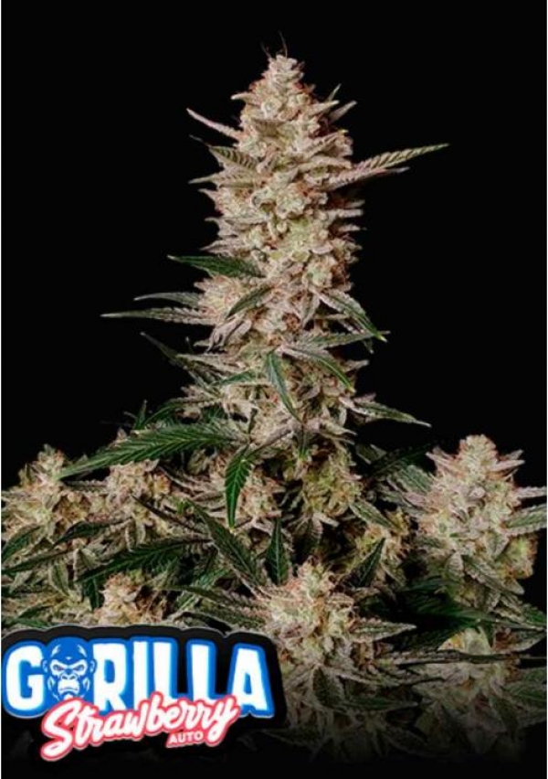 Strawberry Gorilla Auto Feminised Cannabis Seeds | Fast Buds