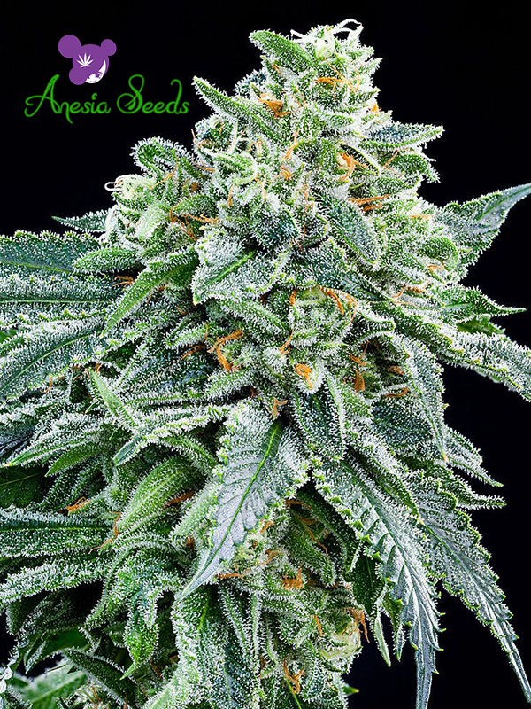 Strawberry Tree Feminised Cannabis Seeds - Anesia Seeds