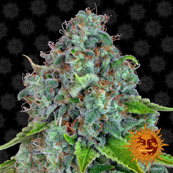 Strawberry Lemonade Feminised Cannabis Seeds | Barney's Farm 