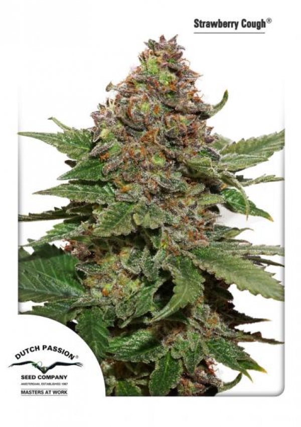Strawberry Cough Feminised Cannabis Seeds | Dutch Passion Strawberry Cough Feminised Cannabis Seeds | Dutch Passion