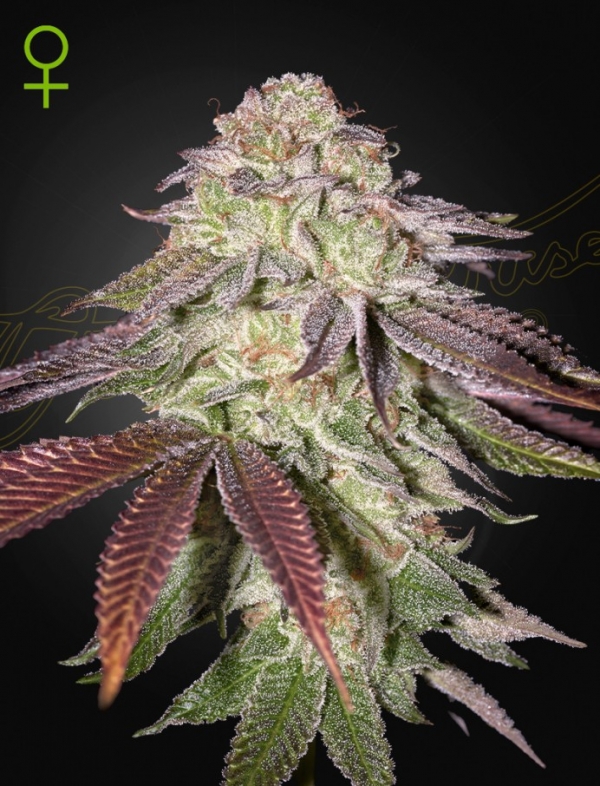 Sugarlato Auto Feminised Cannabis Seeds | Green House Seeds.