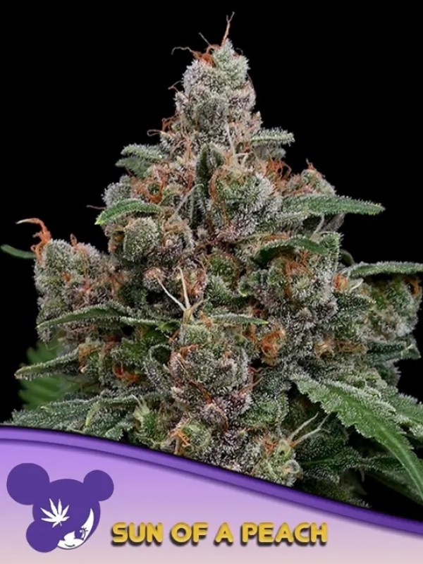 Sun Of A Peach Feminised Cannabis Seeds - Anesia Seeds