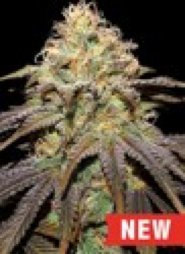 Super Boof Feminised Cannabis Seeds | Cream Of The Crop Super Boof Feminised Cannabis Seeds | Cream Of The Crop