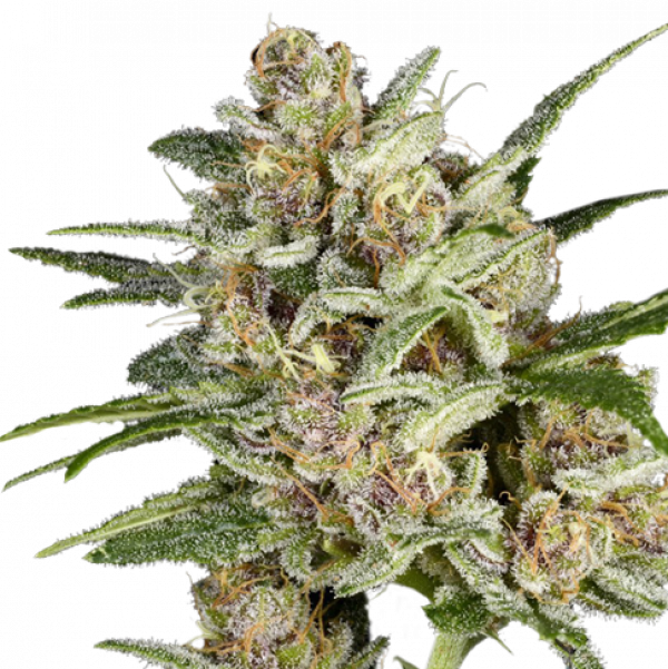 Super Mad Sky Floater Feminised Cannabis Seeds - Super Sativa Seed Club Super Mad Sky Floater Feminised Cannabis Seeds - Super Sativa Seed Club