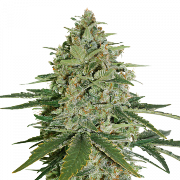 Super Skunk Auto Feminised Cannabis Seeds | Seed Stockers Super Skunk Auto Feminised Cannabis Seeds | Seed Stockers