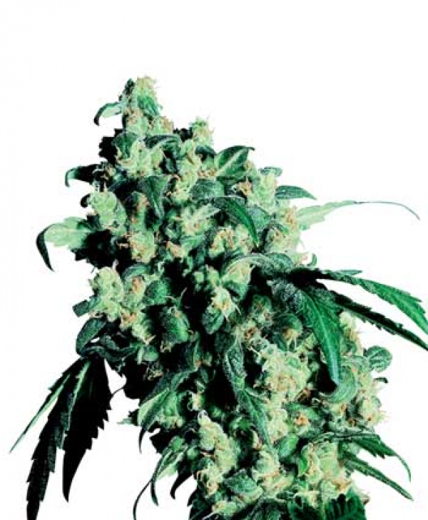 Super Skunk Feminised Cannabis Seeds | Sensi Seeds