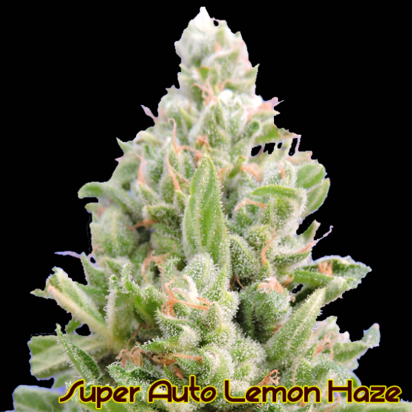 Super Auto Lemon Haze Feminised Cannabis Seeds | A Collaboration of CBD Seeds & The Original Sensible Seed Company