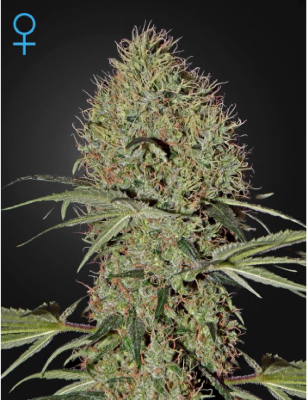 Super Bud Auto Feminised Cannabis Seeds | Green House Seeds 