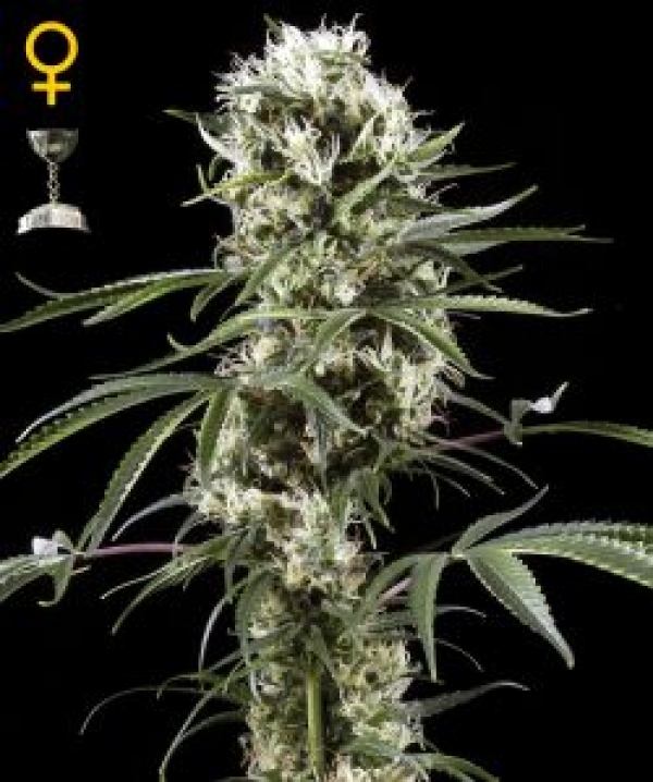 Super Lemon Haze Feminised Cannabis Seeds | Green House Seeds Super Lemon Haze Feminised Cannabis Seeds | Green House Seeds
