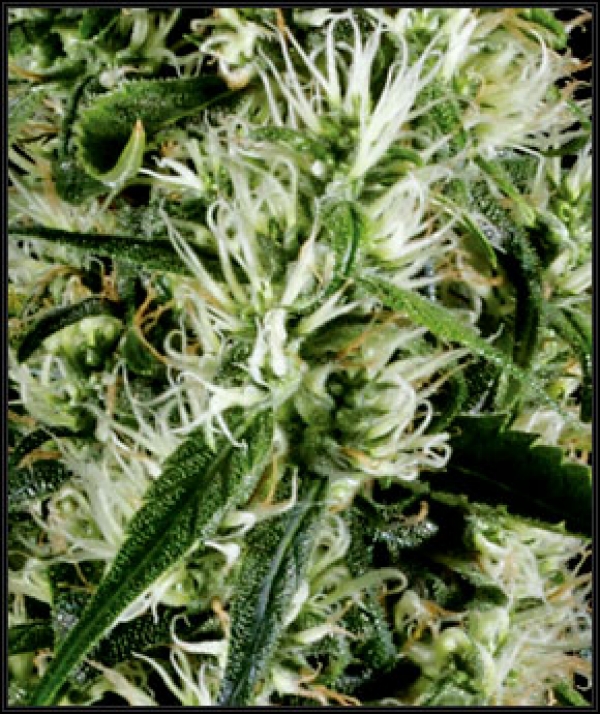 Super Silver Haze Feminised Cannabis Seed | Green House Seeds
