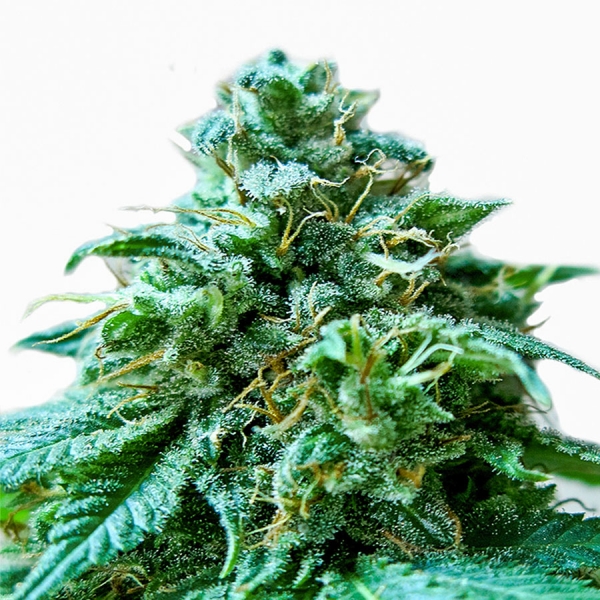 Superb O.G. Feminised Cannabis Seeds