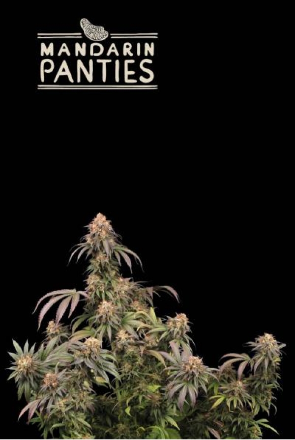 Superior Mandarin Panties Feminised Cannabis Seeds | Seed Stockers
