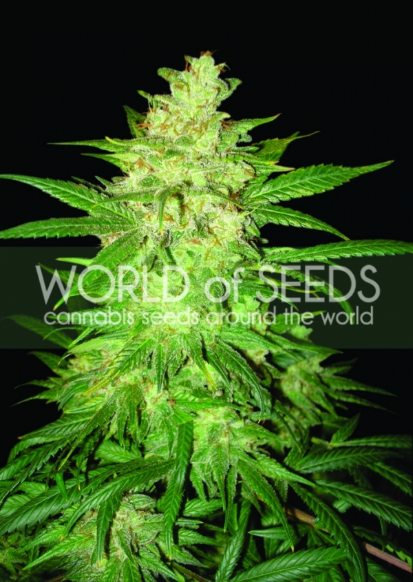 Coffee Ryder Auto Feminised Cannabis Seeds | World of Seeds