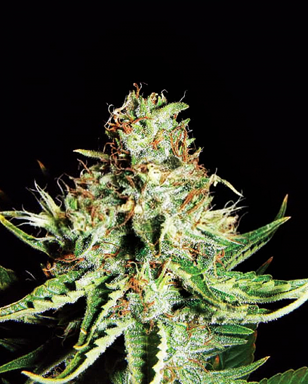 Sweet Cream Auto Feminised Cannabis Seeds | Expert Seeds Sweet Cream Auto Feminised Cannabis Seeds | Expert Seeds