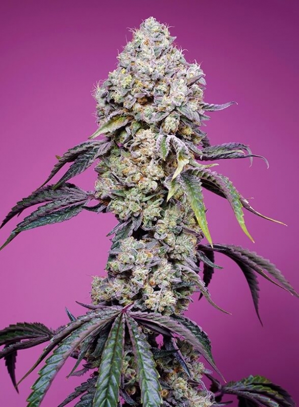 Sweet Mandarine Zkittlez F1 Fast