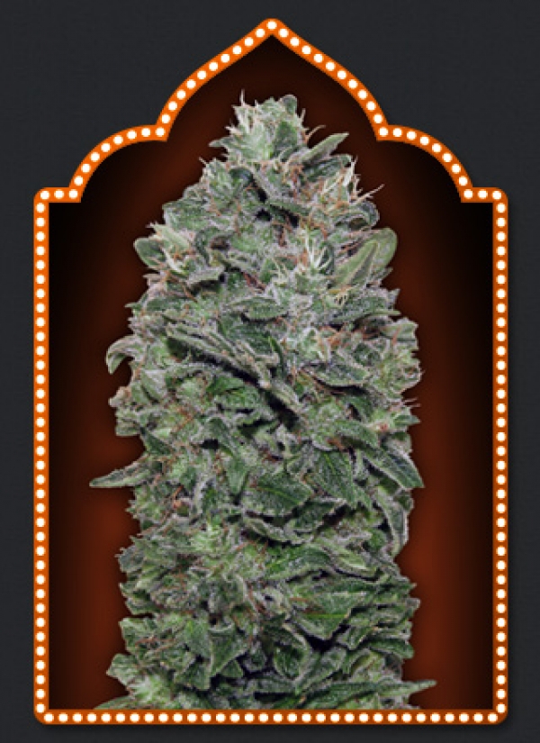 Sweet Soma Feminised Cannabis Seeds | OO Seeds