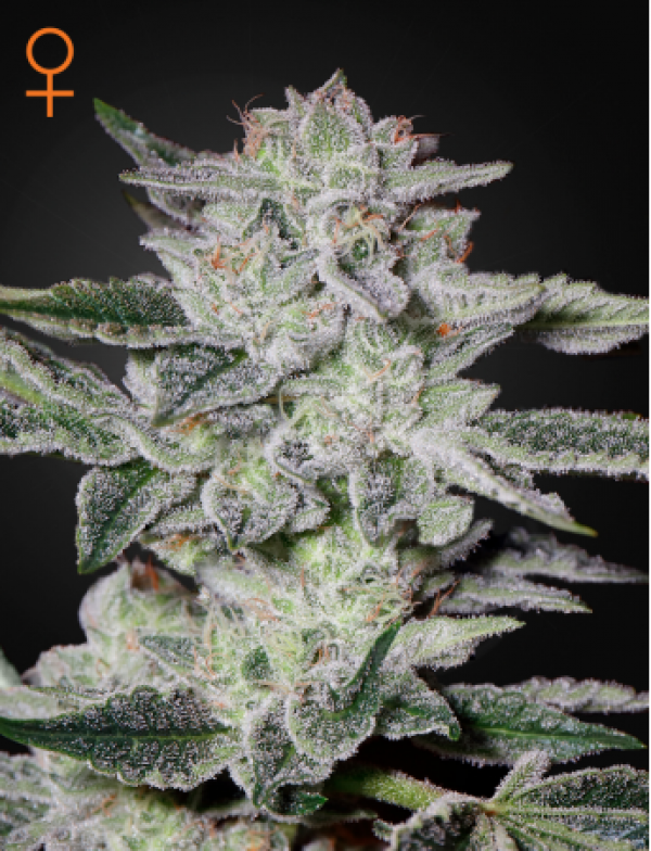 Sweet Valley Kush Feminised Cannabis Seeds | Green House Seeds 