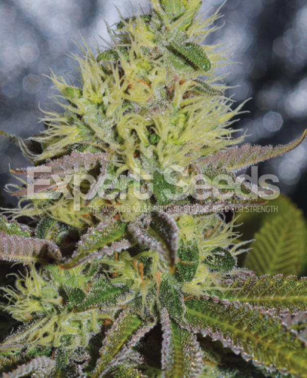 Sweet Zombie Feminised Cannabis Seeds | Expert Seeds