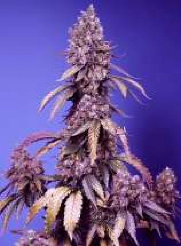 Black Muffin  F1 Fast V Feminised Cannabis Seeds | Sweet Seeds.