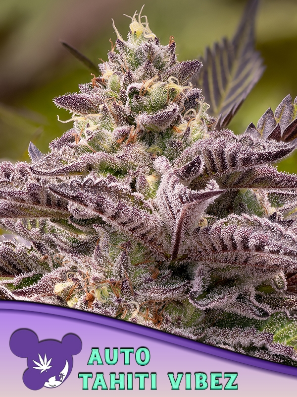 Tahita Vibez Auto Feminised Cannabis Seeds - Anesia Seeds