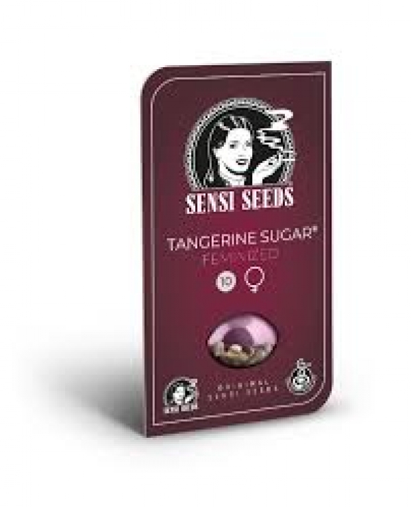 Tangerine Sugar Feminised Cannabis Seeds | Sensi Seeds.