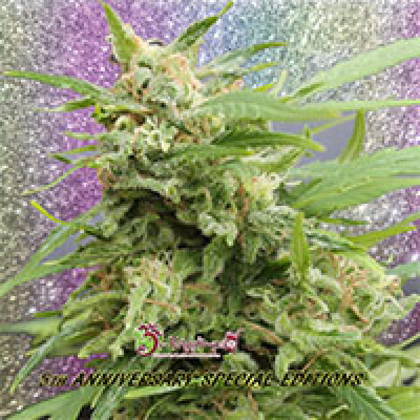 Tease Auto Feminised Cannabis Seeds | Dr Krippling 