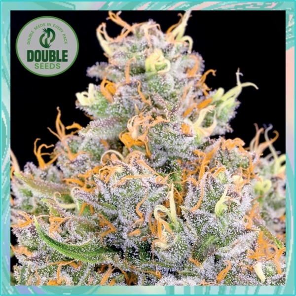 Gorilla Glue X Starfighter Feminised Cannabis Seeds - Double Seeds