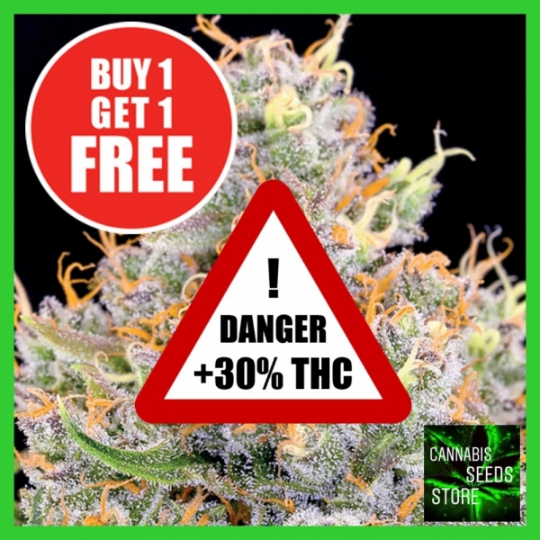 The Future Feminised Cannabis Seeds - Cannabis Seeds Store The Future Feminised Cannabis Seeds - Cannabis Seeds Store