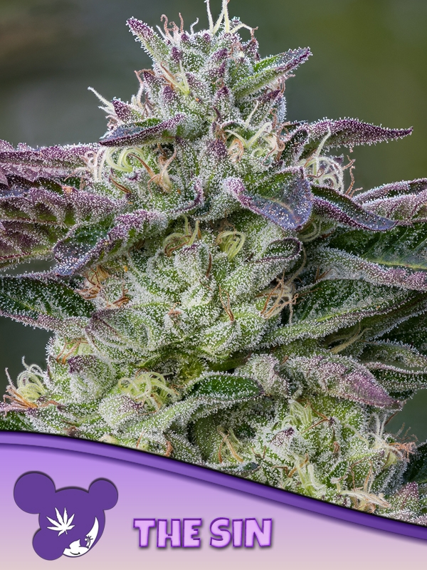 The Sin Feminised Cannabis Seeds - Anesia Seeds The Sin Feminised Cannabis Seeds - Anesia Seeds