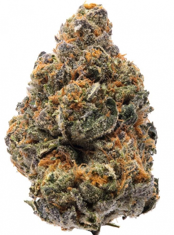 The New Feminised Cannabis Seeds | Humboldt Seed Organisation