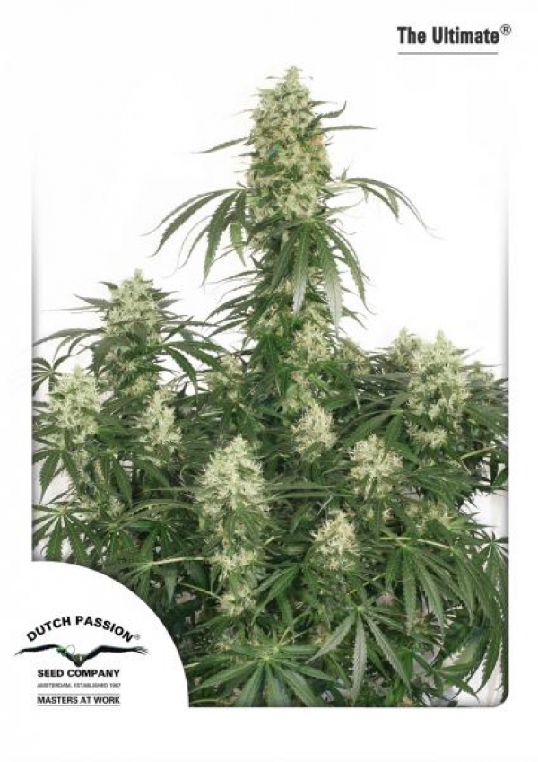 The Ultimate Feminised Cannabis Seeds | Dutch Passion
