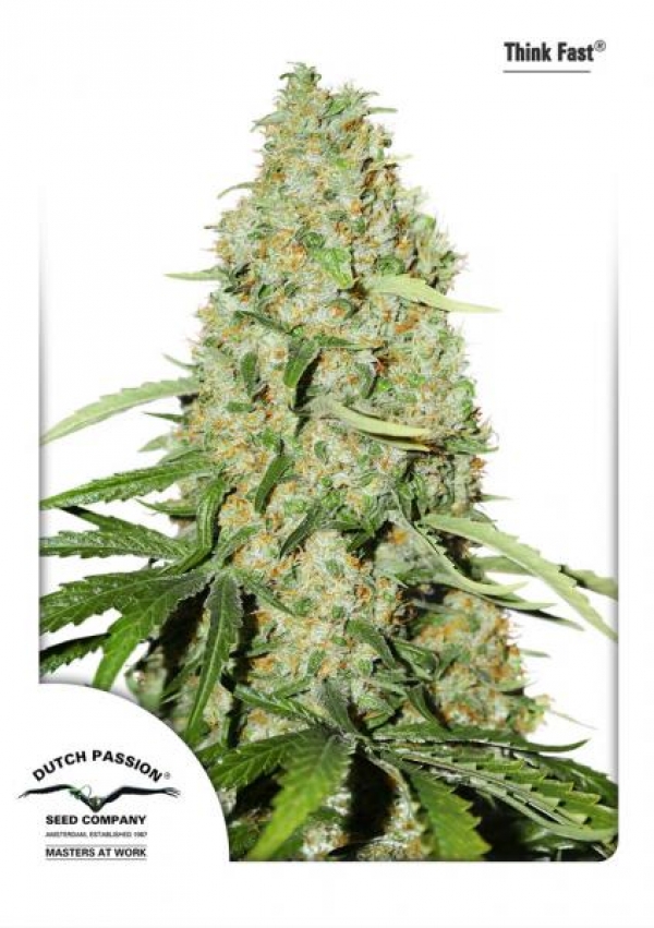 Think Fast Feminised Cannabis Seeds | Dutch Passion Think Fast Feminised Cannabis Seeds | Dutch Passion
