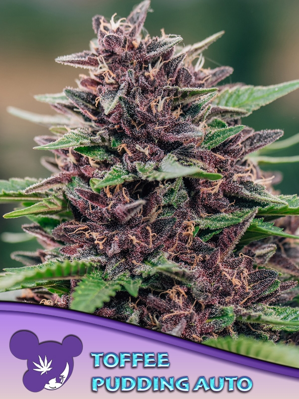 Toffee Pudding Auto Feminised Cannabis Seeds - Anesia Seeds Toffee Pudding Auto Feminised Cannabis Seeds - Anesia Seeds