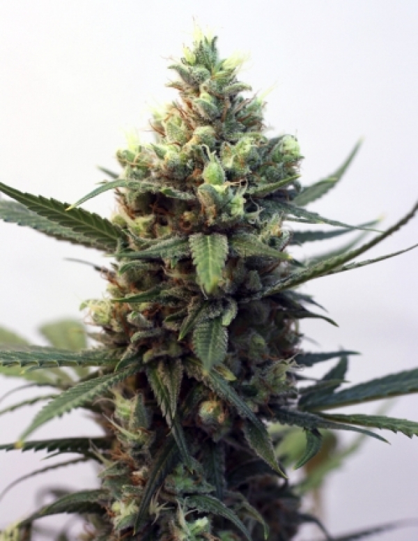 Toxic Feminised Cannabis Seeds
