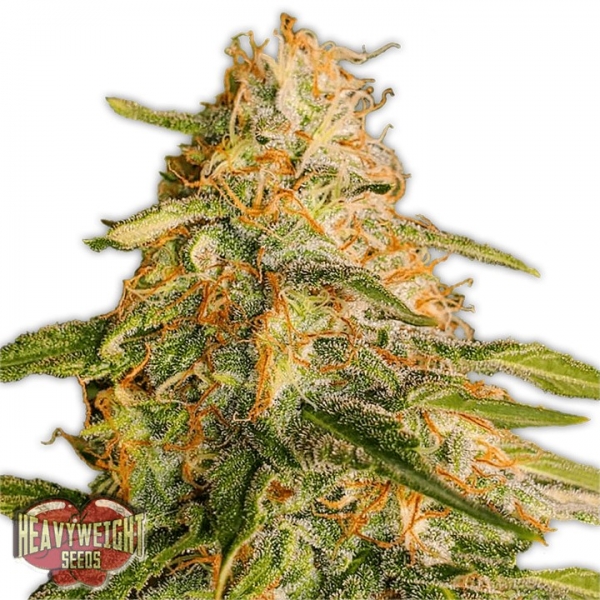 Tropic Punch Feminised Cannabis Seeds | Heavyweight Seeds Tropic Punch Feminised Cannabis Seeds | Heavyweight Seeds