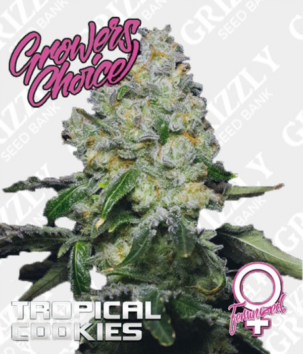 Tropical Cookies Double XXL Auto Feminised Cannabis Seeds - Growers Choice.