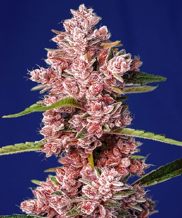 Tropicanna Poison F1 Fast Version Feminised Cannabis Seeds | Sweet Seeds.