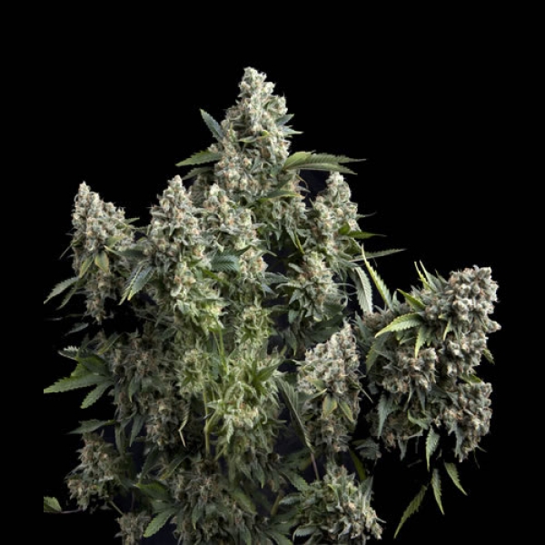 Tutankhamon Feminised Cannabis Seeds | Pyramid Seeds