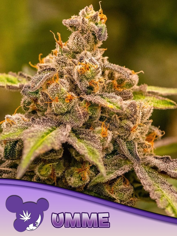 UMME Feminised Cannabis Seeds - Anesia Seeds