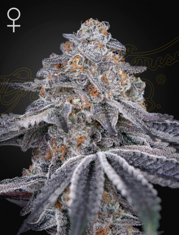 Velvet Moon Feminised Cannabis Seeds | Green House Seeds.