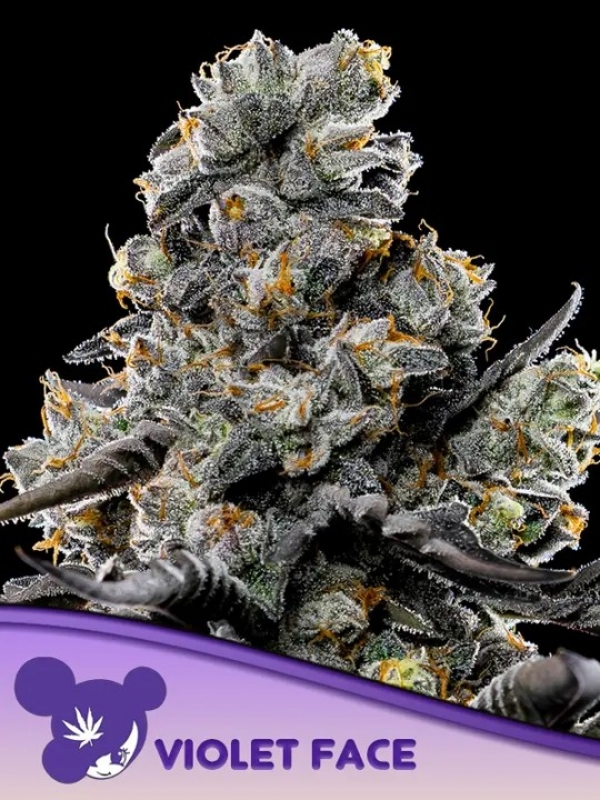 Violet Face Feminised Cannabis Seeds - Anesia Seeds Violet Face Feminised Cannabis Seeds - Anesia Seeds