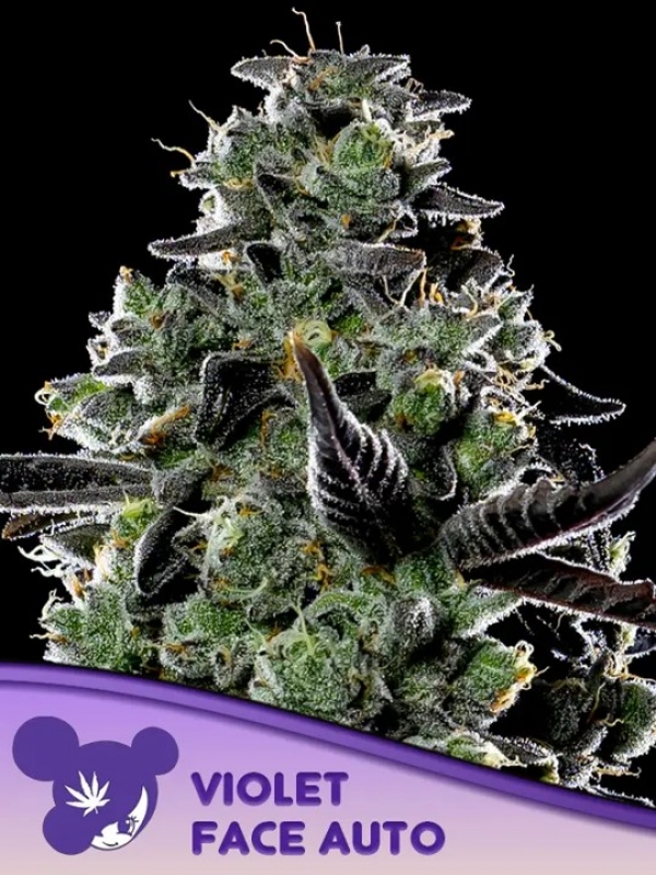 Violet Face Auto Feminised Cannabis Seeds - Anesia Seeds
