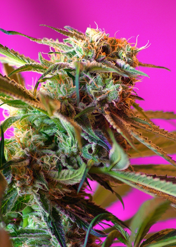 Wild Rose Feminised Cannabis Seeds | Sweet Seeds Wild Rose Feminised Cannabis Seeds | Sweet Seeds