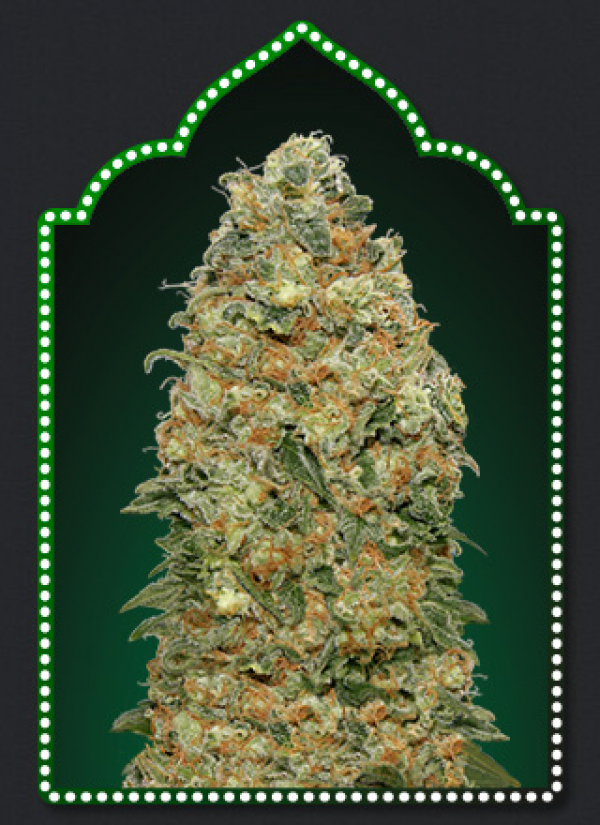 White Widow Feminised Cannabis Seeds | OO Seeds