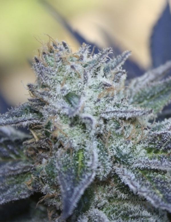 Washing Machine Feminised Cannabis Seeds