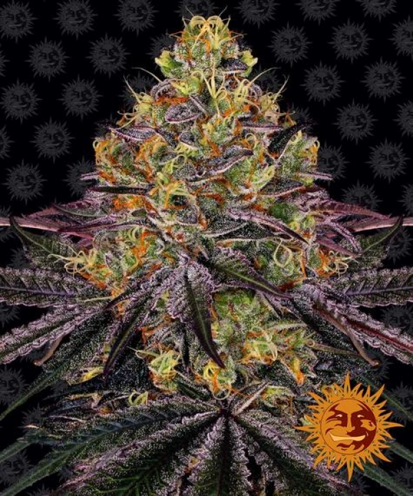 Watermelon Zkittlez Feminised Cannabis Seeds | Barney's Farm Watermelon Zkittlez Feminised Cannabis Seeds | Barney's Farm
