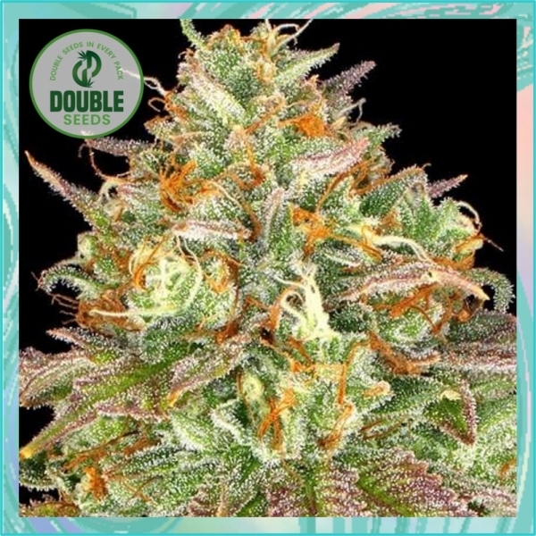 Wedding Cake Feminised Cannabis Seeds - Double Seeds